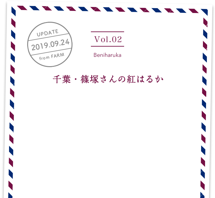 vol2. Shine Muscat／UPDATE 2019.09.24／千葉・篠塚さんの紅はるか